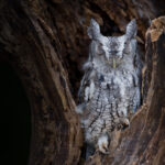 Eastern Screech Owl - Alessandro Cancian Photography